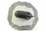 Beautiful, Morocconites Trilobite Fossil - Ofaten, Morocco #253574-2